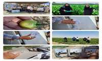رهاسازی زنبورهای تریکوگراما و براکون در مزارع گوجه فرنگی در راستای افزایش نکات بهداشتی تولید محصول سالم